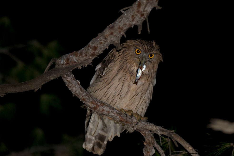 Rediscovery of Brown Fish Owl in the Western Palearctic