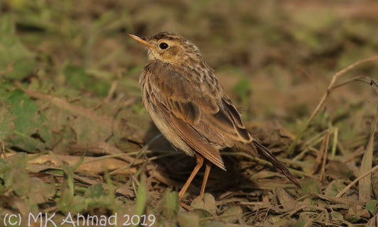 Call identification of Europe’s first Paddyfield Pipit
