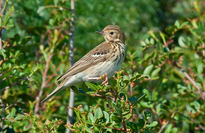 Tree Pipit