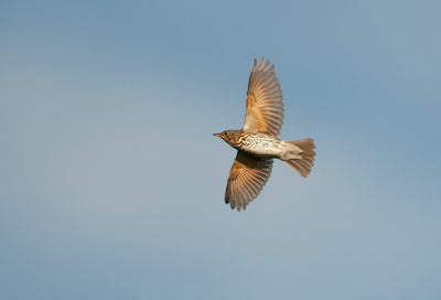 Song Thrush