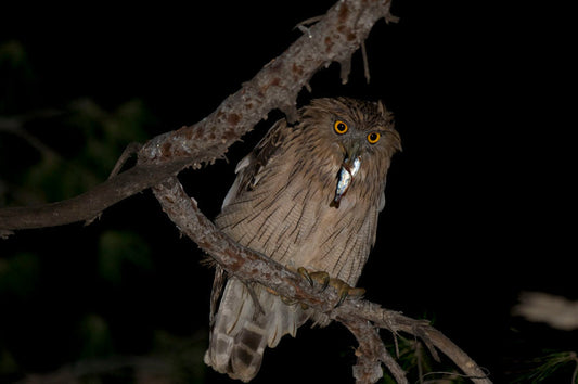 Rediscovery of Brown Fish Owl in the Western Palearctic