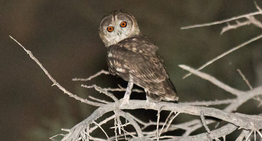 Sound Approach Team Discover New Species of Owl to Science