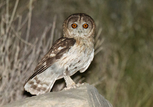 The newly described taxon Strix omanensis is to be recognised as a species by BirdLife