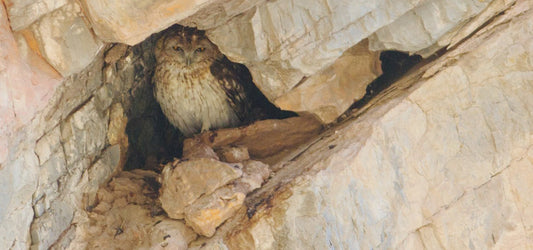 The newly described taxon Strix omanensis is to be recognised as a species by BirdLife