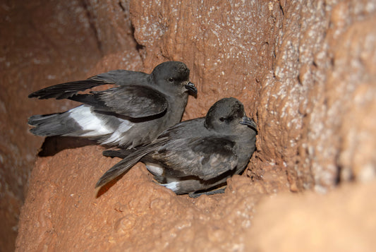 Petrels Night and Day wins Birdwatch award