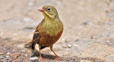 Ortolan Bunting - understanding their nocturnal migration calls