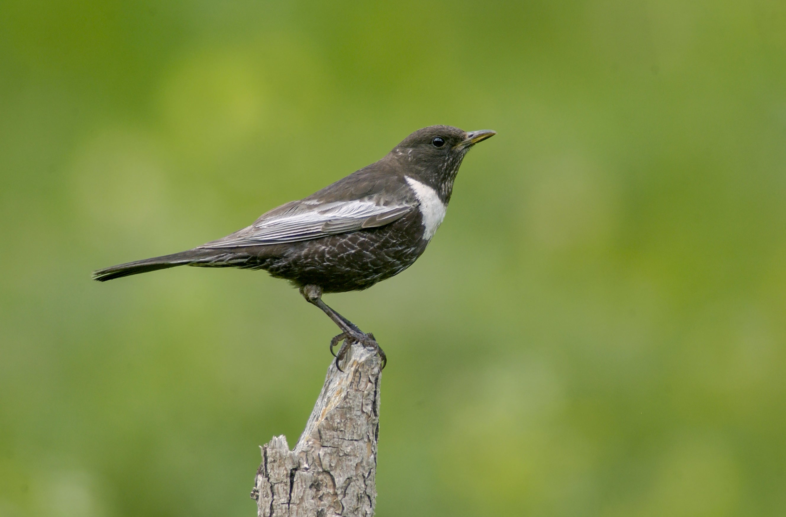 The Sound Approach to Birding second edition, by Mark Constantine