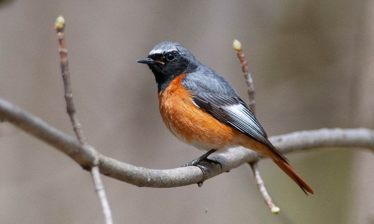 Common Redstart - The Sound Approach to Birding challenge
