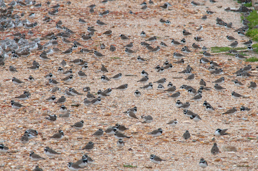 Semipalmated Plover at Salinas de Brito, Portugal, in September 2024 and song identification in the Western Palearctic