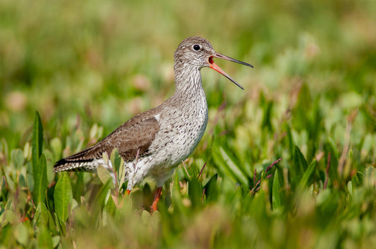Terminology in describing bird sounds