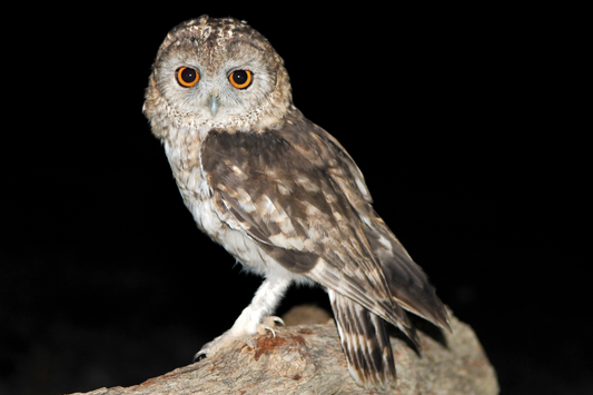 Unravelling the mystery of the Omani Owl