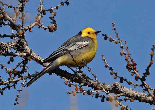 Calls of Western Yellow Wagtail, Eastern Yellow Wagtail & Citrine Wagtail