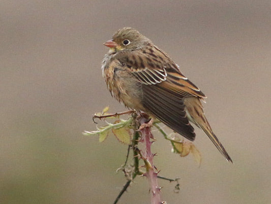 Flight calls of migratory birds