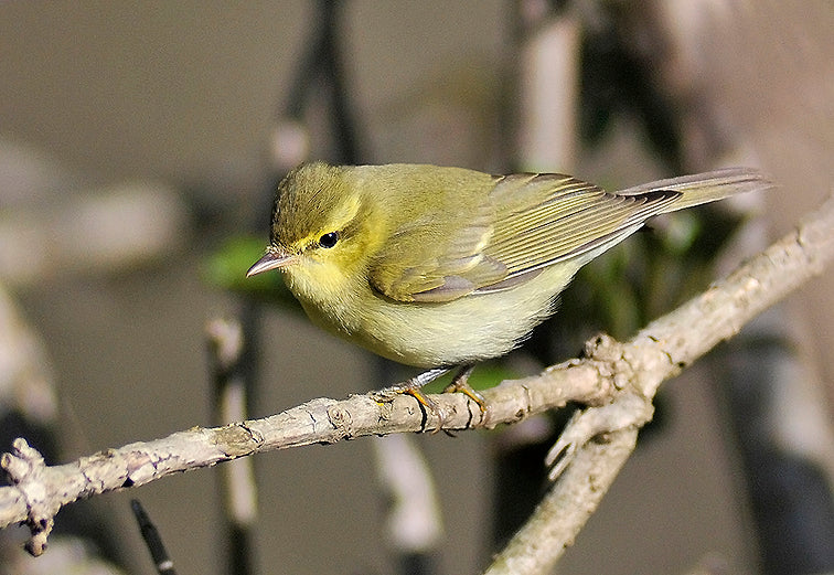 Song and call identification of the first Green Warbler for the Netherlands