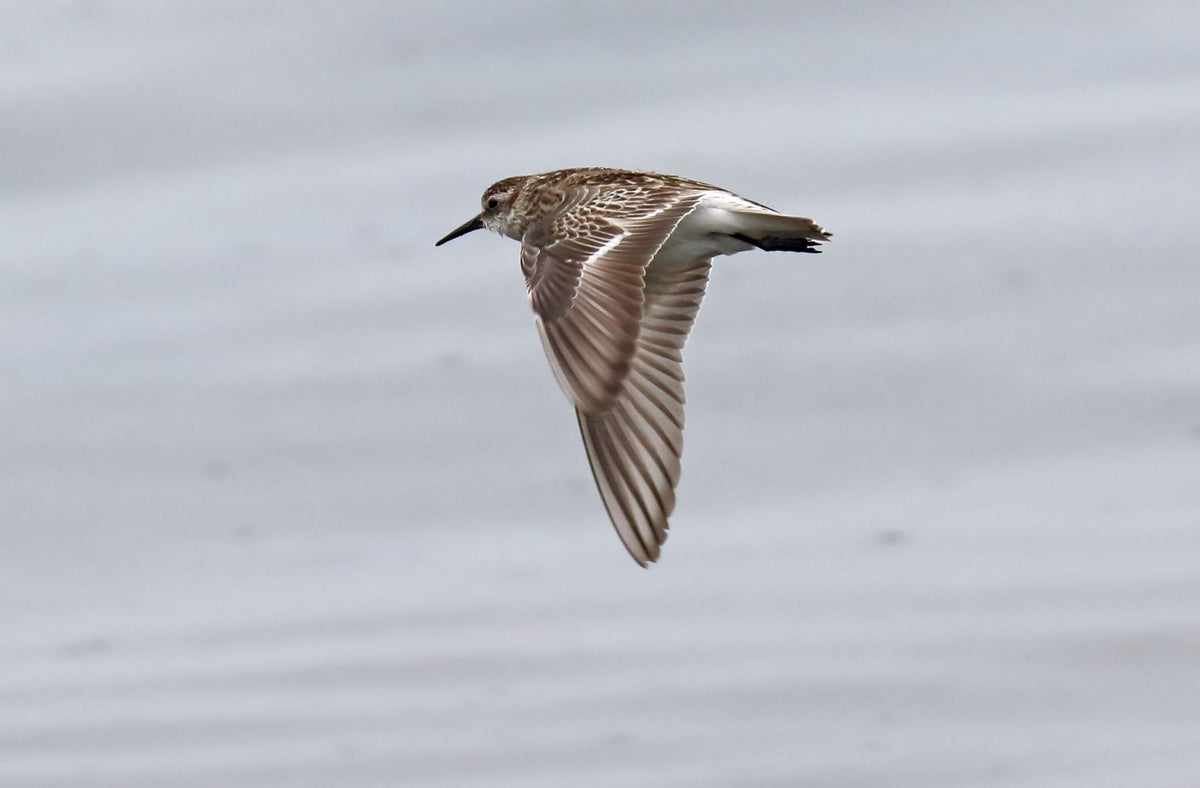 Sandpiper In Flight Teamwork – Sound Approach
