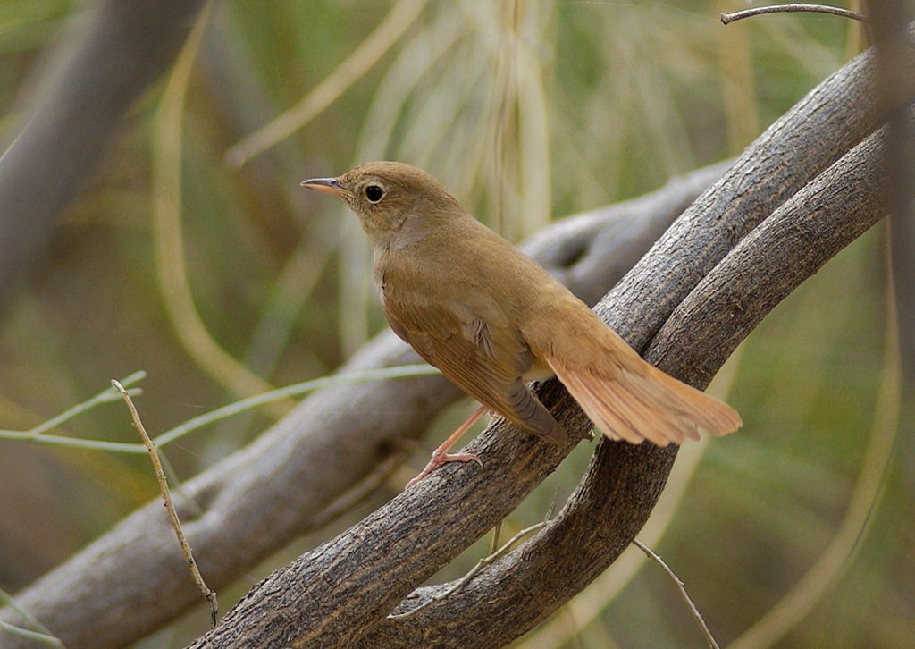 Listen to the Bird Song of the Common Nightingale, or Luscinia