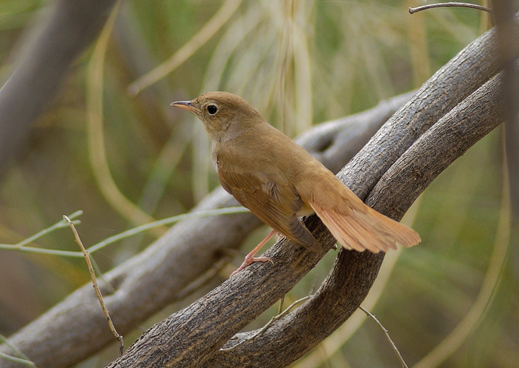 Nightingale Bird Call - singing Nightingale 