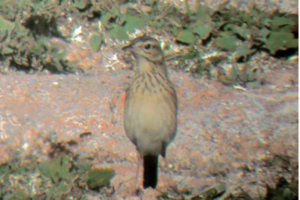 blyths-pipit-portugal-the-sound-approach