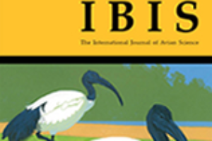 ibis-journal-the-sound-approach
