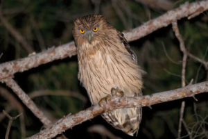 turkish-brown-fish-owl-sound-approach