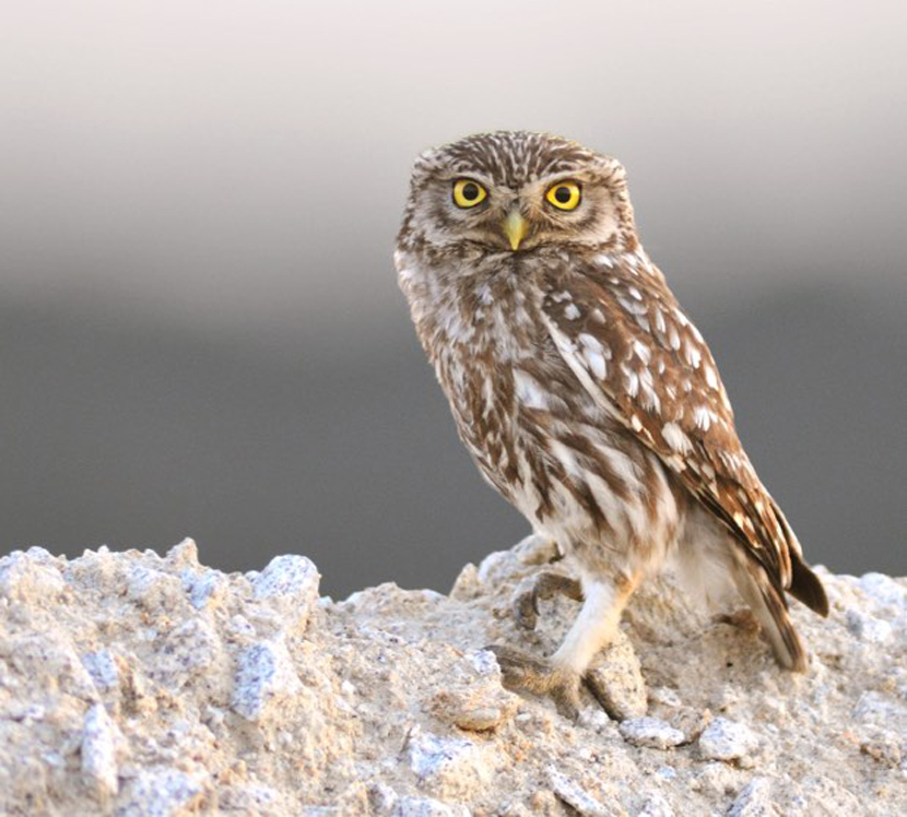 Little Owl - The Sound Approach