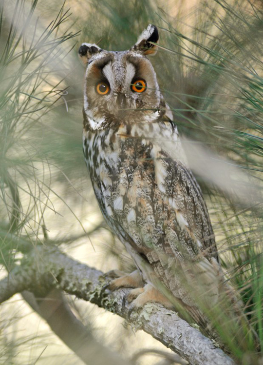 Long-eared Owl - The Sound Approach