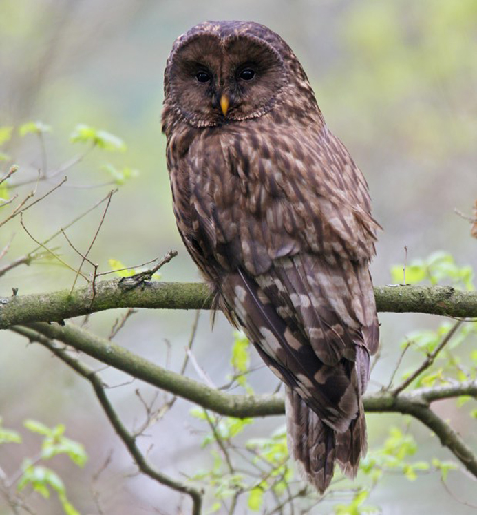 Ural Owl EBird | informacionpublica.svet.gob.gt