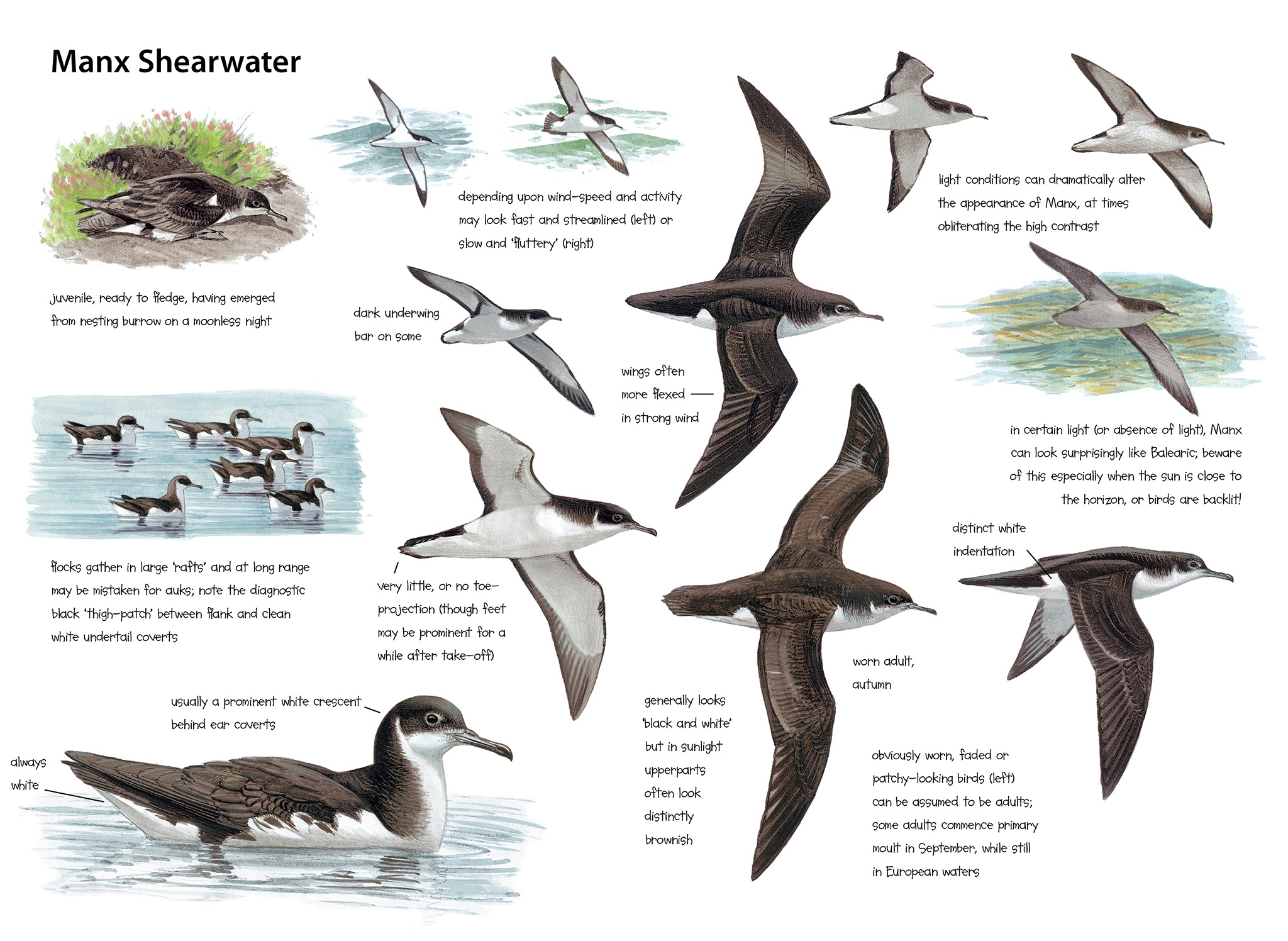 Manx Shearwater - The Sound Approach