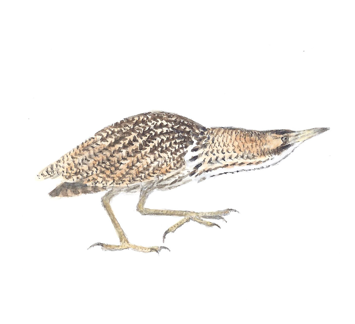 Eurasian Bittern - The Sound Approach