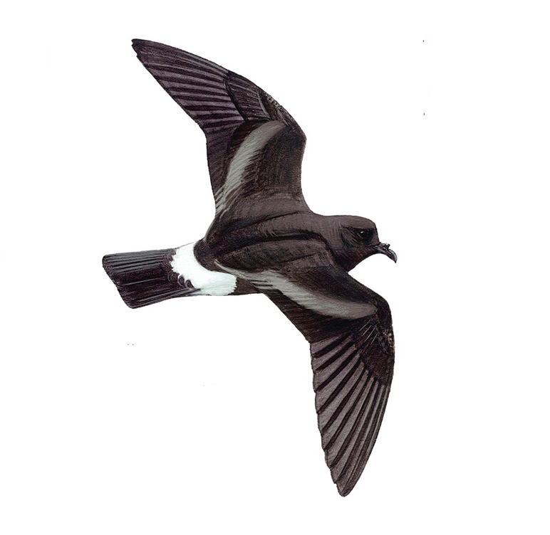 Madeiran Storm Petrel - The Sound Approach