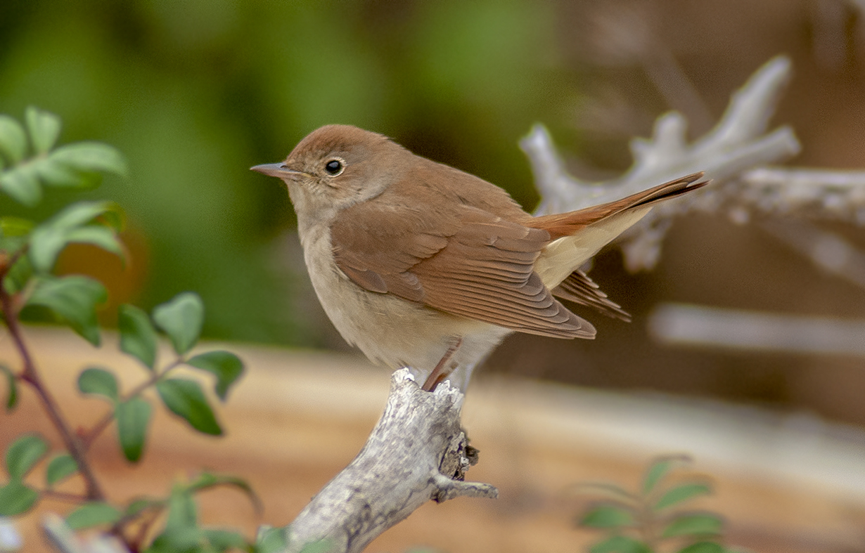 Nightingale, Bird Call