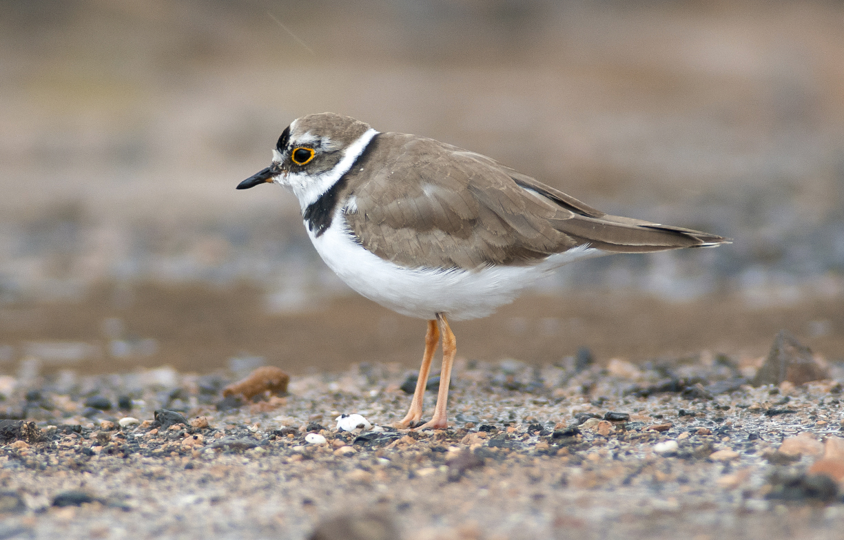 Little Ringed Plover (Charadrius dubius) pair mating, Saxony-Anhalt,  Germany - SuperStock